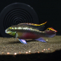 Preview: Purpurprachtbarsch, Pelvicachromis pulcher